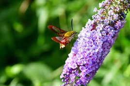 papillon colibri