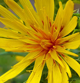 Fleur de cirse jaune en macro