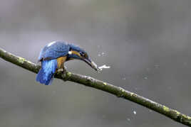 La proie du Martin pêcheur !