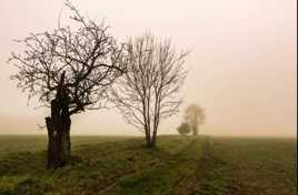 mon chemin dans la brume