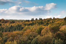 Forêt d'automne