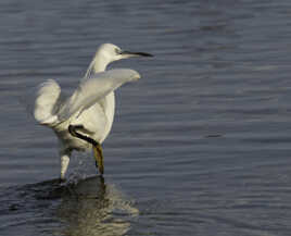 AIGRETTE BOITEUSE :-)