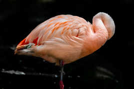 Flamant rose