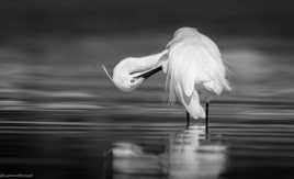 Aigrette