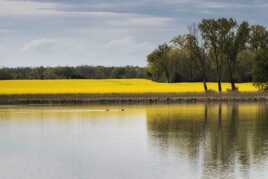 Etang de Birieux