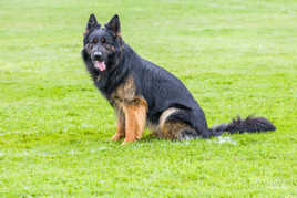 le chien qui attend son maitre