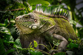 Iguane