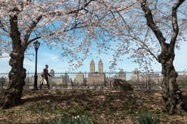 A man in Central Park