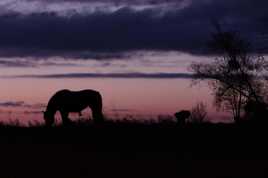 Orphée en contre-jour