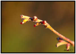 Fleurs femelle de noisetier