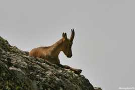 Surveillant du refuge