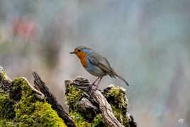 ERITHACUS RUBECULA ... rouge gouge familier