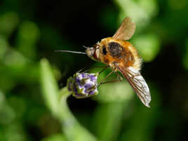 Bombyle major