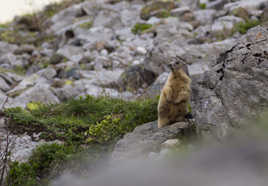 la mormotte observatrice