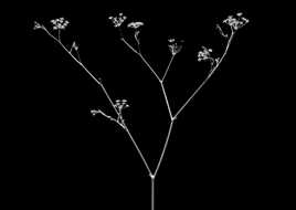 ça hume bien l'anis...Fenouil en "Font Black Invisible"