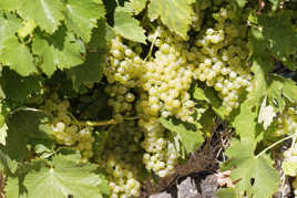 Le Cognac va coulé à flot...