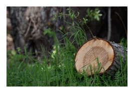 Cernes de croissance