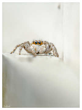 Araignée sur une stèle de marbre blanc