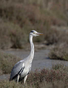 Emmanché d'un long cou...