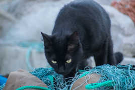 chat sent le poisson