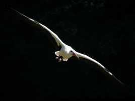 Attention... J'arrive !!!!