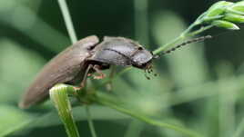 Regardez mes palpes !