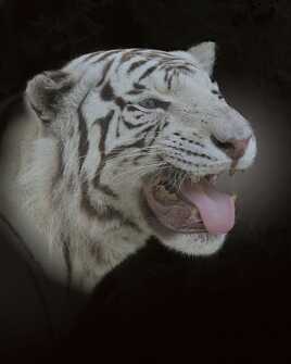 Portrait de Tigre blanc