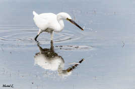 Aigrette en pêche