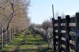 Camargue en hiver