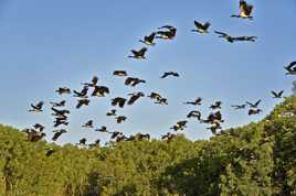 Sauve qui peut (magpie gooses)