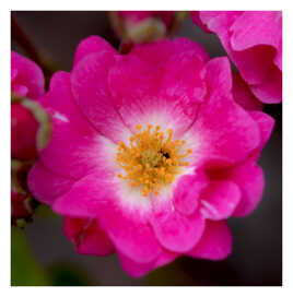 Rosier liane American Pillar
