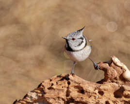 Le (presque) grand écart.