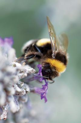 Ivresse d'un bourdon