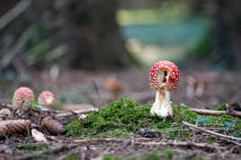 Pause casse-croûte pour Mme Limace