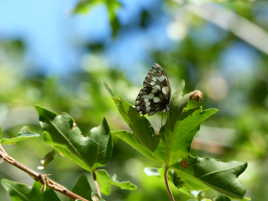 Papillon en montagne