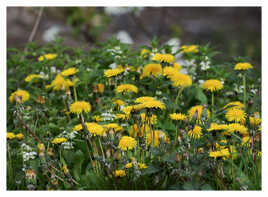 En bordure de chemins..
