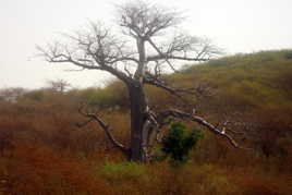 Photo Baobab à 130Km/h