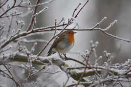 rouge-gorge en hiver