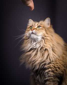 il est petit ton morecau de pringles