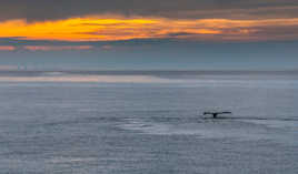 Un soir au large de Boston...