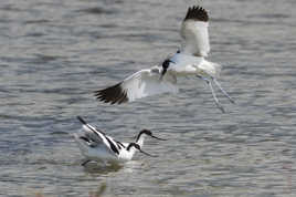 avocette dans les marais