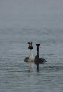 GREBES HUPPES