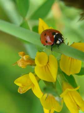 coccinelle et genêts