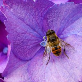 Espèce de mouche au repos
