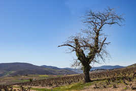 Les monts du Beaujolais