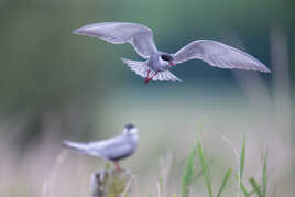 Survolant la roselière