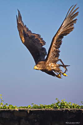 L'envol de l'aigle