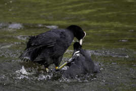 Disputes territoriales entre foulques !