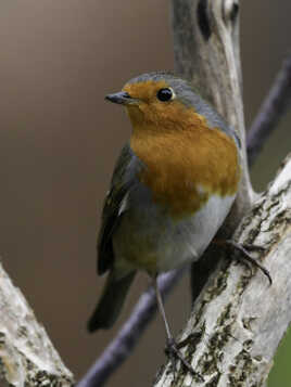 Le Rouge-gorge familier