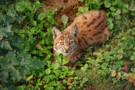 Jeune Lynx